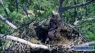 GA 10-12-17 Beautiful juvie eagle on Berry Col. nest.