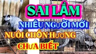 Sai lầm người mới nuôi chồn hương chưa biết, nguyên nhân và cách khắc phục.