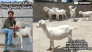 Only Top Quality Behtareen Goats @ Inaaya Goat Farm Pune - 84110 80786