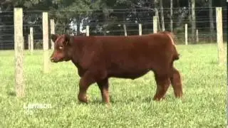 LF 103
