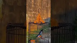 burung kacer #kacer #kacergacor #kacermania #kacermaniaindonesia #burungkacer #kicaumania