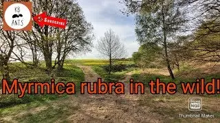 Myrmica rubra in the wild (wild Ants) part 1