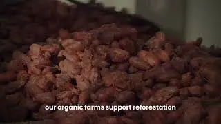 What is Maleku Chocolate? From Costa Rica To The World