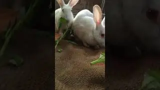 #rabbiteatingwaterspinch #rabbiteatinggreenleaf #rkpetrabbit #rabbitfood #bunny #khargosh #cuterabit