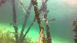 Barracuda city