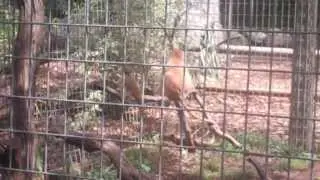 Patas Monkey