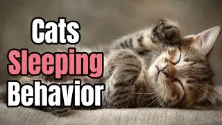Why Cats Cover Their Faces When Sleeping