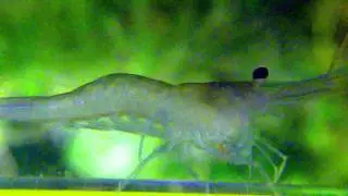 The molting of  Caridina caerulea