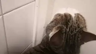 meow.mp4 but it's Ruusu in 2021