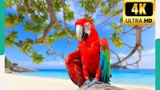 Parrots - the most intelligent bird species, known for their remarkable communication abilities - P3