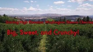 Starting High Elevation Washington Skeena Cherries! Big, Sweeet, and Crunchy!