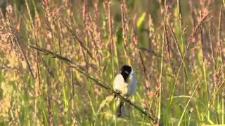 Reed Bunting Song