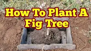 How To Plant A Fig Tree In The Ground / Complete Guide / Brunswick, Brown Turkey