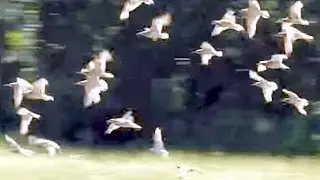 Eurasian Curlew - Grosser Brachvogel - Numenius arquata - 120 birds