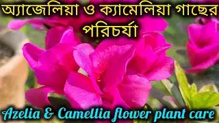অ্যাজেলিয়া ও ক্যামেলিয়া গাছের পরিচর্যা/Azelia & Camellia flower plant care in winter season.