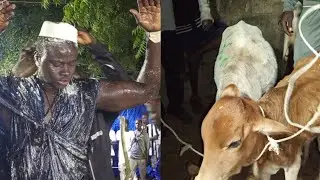 Distribuer des Boeufs Biir Bouthie le 03 Janvier 2026 avec Diam&eacute; Ndack 