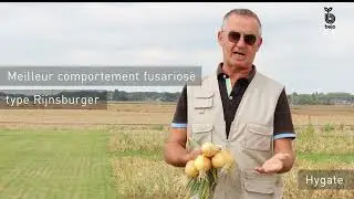 Bejo oignon jaune Hygate