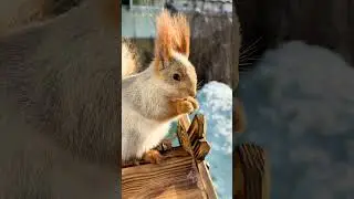 The squirrel is basking in the sun. Белка греется на солнце.