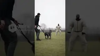 Cane Corso Protection Training 🐕&zwj;🦺 Power Under Control