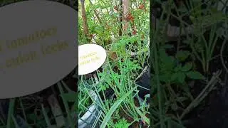wild tomatoes, sa backyard. the best😋 #shortvideo #youtubeshorts