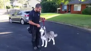 Dog Behaviour Modification Session 1