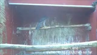 2012 100% Finnish Goshawks Breeding