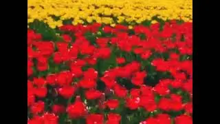 Flowers in Nederland