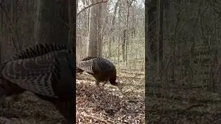 our bearded hen finds something good to eat           #wildlife #animals #birds #nature #wildturkey