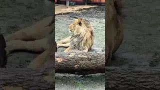 У ШЕРХАНА острый УМ и прекрасное ВООБРАЖЕНИЕ! Минский зоопарк 