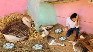 Big Ducks Eggs Ko Nest Me Rakh Dia🪺 Female Turkey Sust Ho Gai🦃