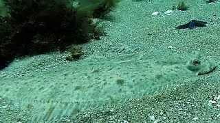 Fiskevand: Syd f. Kobberhage, Djursland/ Kystfiske-Anmeldelse m. Testdyk