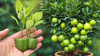 The EASIEST Way to Propagate Lemon Trees (Fast & Simple)