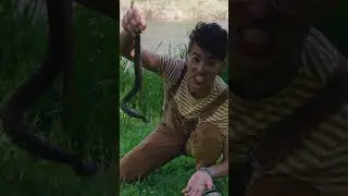 Pacific Gopher Snake  | Critters in Creation | The Quester
