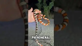 Я нашел БЕЗУМНУЮ королевскую змею!