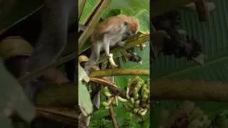 #macaque #monkey on a #banana plant #habitat #penang