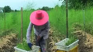 GLOBALGAP Implementation for Smallholders