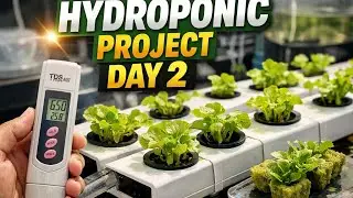 Hydroponic project 2 nd day 🔥🔝🐓feed management #available #गावरानकोंबडीचेपिल्ले 