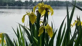 Beside Still Waters: Psalm 23:2 ~  harp solo ~ free sheet music