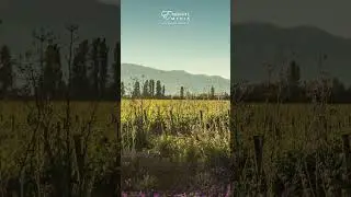 Wine Pairing - Vi&ntilde;a Concha y Toro