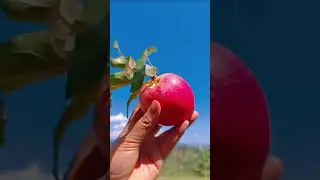 World&rsquo;s Most Delicious Red Apples 🍎 | Fresh, Juicy & Irresistible!