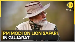 India Sanctions $35 Million For Project Lion To Conserve Asiatic Lions | World News | WION