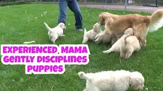 Gentle Corrections: Mama Dog's Training Secrets