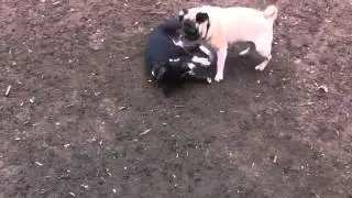 Dogs at Play