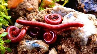 The World's Most Incredible Millipede Colony​#insects ​#IncredibleMillipede #insectsDocumentary