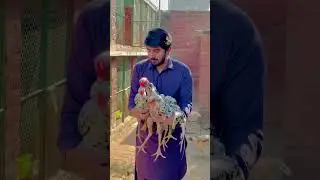 Cheena Shamo #shorts #shortvideo #youtubeshorts #aseel #aseelshamo #shamoaseel
