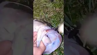 topwater crawl bait