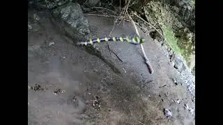 Dragonfly Cordulegaster heros laying eggs