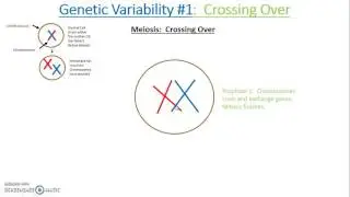 Genetic Variability Crossing Over