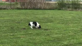 Stabij vangt Mol