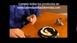 Taxidermia Montaje de Colmillos Con Amoladeras Tumbadas y Cabeza de Jabali